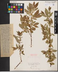 Foto von Salix daphnoides Vill. x Salix repens L.